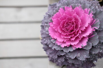 Cauliflower is an ornamental plant.