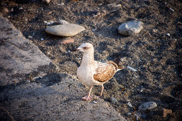 The seagull that walks along the seashore