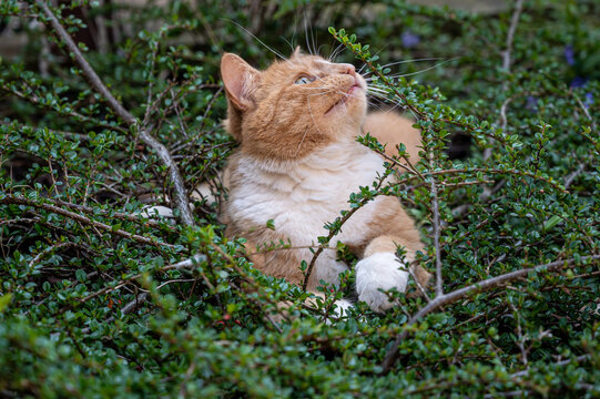 Ginger cat waiting to pounce from garden bushes