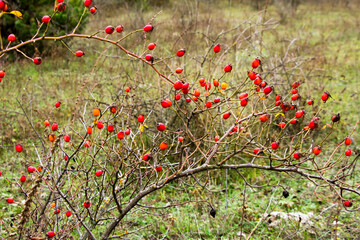 Red fruits grow on a bush branch near the forest