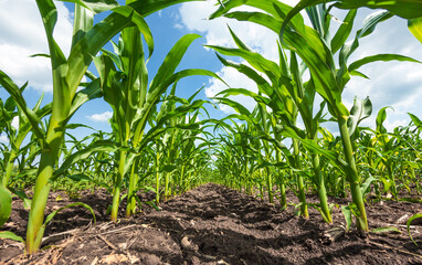green rows of sprouted corn on a private agricultural field