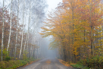 Autumnal dirt road in Kampinos National Park, Poland. The direction - Palmiry Museum. Foggy aura is covering the forest and gives a mystical mood to the shot.