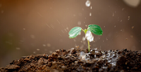 Young plant growing on soil with drop water on leaf and splashing. Green sprout growth for saving energy for earth day concept. For web banner