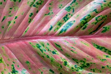 Close up of multicolor leaf with texture.