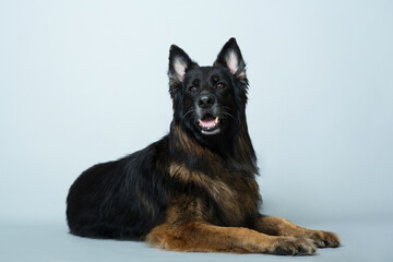 German long-haired shepherd dog lies on a gray isolated background in the Studio