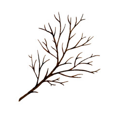 Branch of a tree without leaves