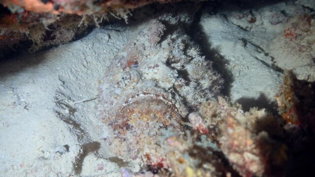 Stone fish camouflaged on the reef at night
