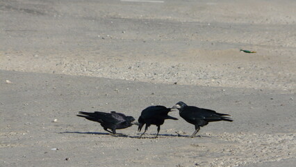 crow