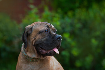 Dog female breed cane-corso rare tiger color light young beautiful portrait against the background of summer greenery