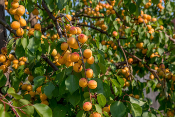 абрикосы спелые