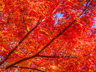 red color maple, Falling autumn leaves in the garden at japan, natural background for season change and vibrant colorful foliage concept.