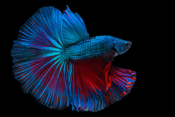 Rhythmic of betta splendens fighting fish over isolated black background. The moving moment beautiful of blue and red siamese betta fish with copy space.