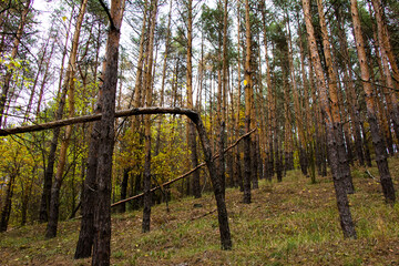 Trunks of trees of pine forest Ukraine