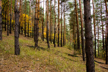 Trunks of trees of pine forest Ukraine
