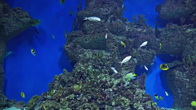 Circular Batfish (Platax orbicularis) beautiful fish in the aquarium