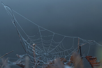 Spinnennetz am Morgen