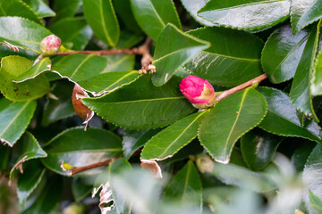 秋の花シリーズ