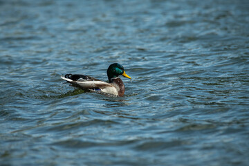 Nice young duck sweeming on spring lake water at sunny evening 