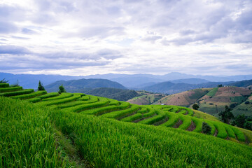 Fototapeta na wymiar Rice field in the north of Thailand