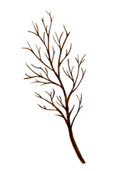 The branch of the tree is dry and without leaves.