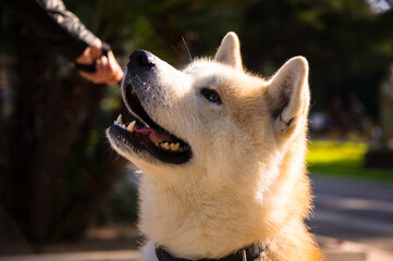 Akita Inu a passeggio nella villa comunale di Lecce