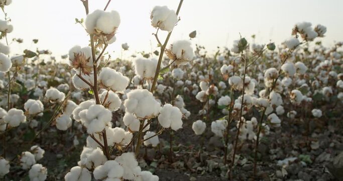 Cotton field. A Bush of ripe cotton rotates 360 degrees against the background of a cotton field in the rays of the setting sun. 4K video