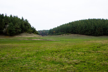 In the distance you can see a photo of a pine forest from a hill.Ukraine