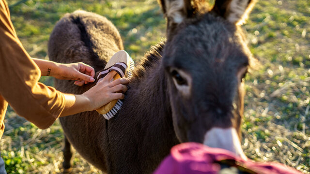 Chica joven andaluza ecuestre montando sobre caballo marron en un campo natural sin silla ni riendas en el sur de espa&ntilde;a al atardecer feliz