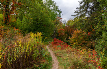The forest is decorated with autumn colors. Hiking. Walk in the autumn forest.