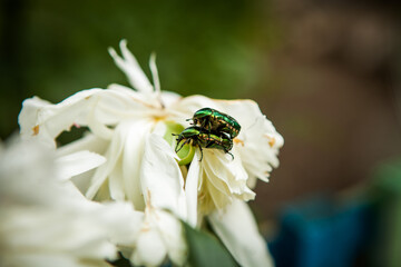 two beautiful bugs make love