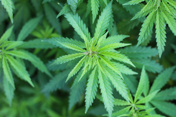 Close up marijuana bush top view