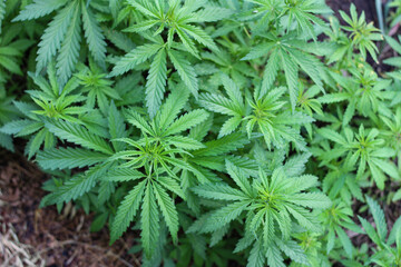 Beautiful green and yellow hemp leaves. Top view horizontal shot.