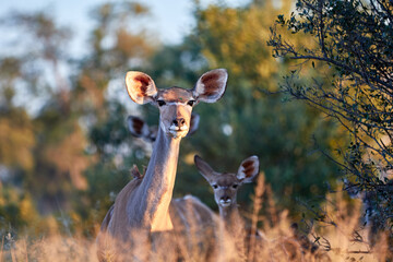 Female kudu in the sunlight