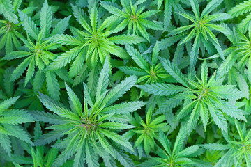 Two tops of marijuana against blurry green leaves background. Top view