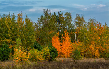 Fototapeta premium A scenic road that runs through meadows and along the forest. Countryside. Hiking.