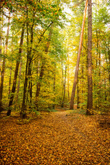 bunte Bäume tiefer Herbstwald, Hintergrund