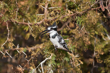 Pied kingfisher on a branch at the Chobe river