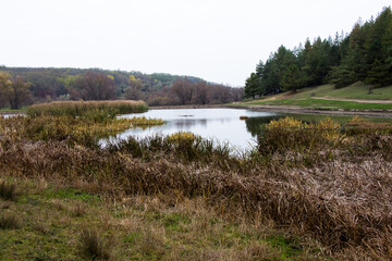 A pond with reeds at the bottom of a ravine near the forest