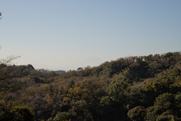 紅葉の森と富士山