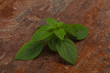 Fresh green Basil leaves - for cooking