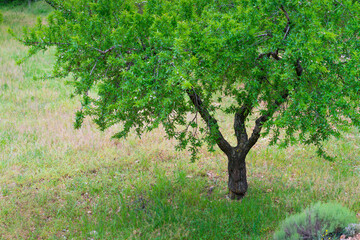 Almond trees, The Ports Natural Park, Terres de l'Ebre, Tarragona, Catalunya, Spain