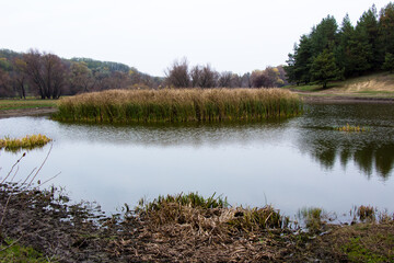 A pond with reeds at the bottom of a ravine near the forest