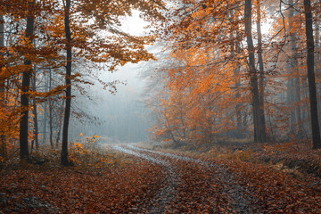 Foggy Autumn Forest