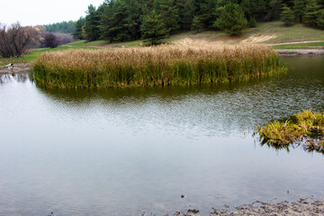 A pond with reeds at the bottom of a ravine near the forest
