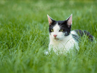 Naklejka na ściany i meble Kot w zielonej trawie 