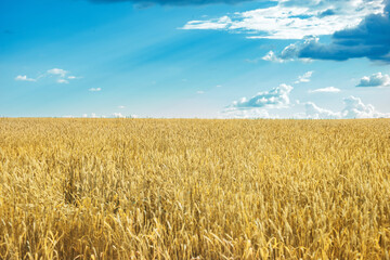 a clearing with yellow ripe ears of wheat with a blue sky