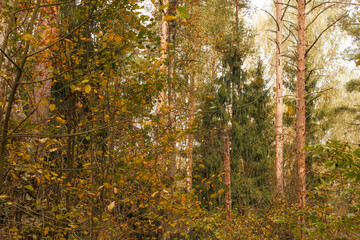 Forest in autumn. Pine trees. Birch trees.