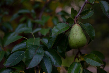 Зеленая, спелая груша на грушевом дереве в фруктовом саду.  