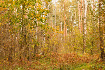 Forest in autumn. Birches and pines. Sunny day