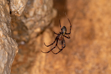 The european cave spider - Meta menardi hanging in an underground cave